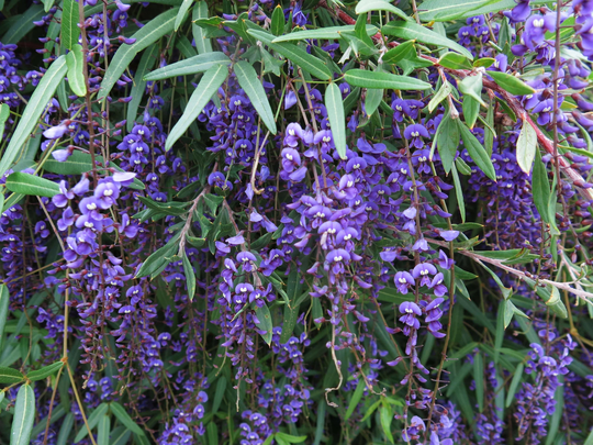 Native Wisteria Wildflower Flower Herb Plant Seeds 6-7 | Masses Of Purple Pea Flowers in Spring On A Vigorous Climber Australia Rare