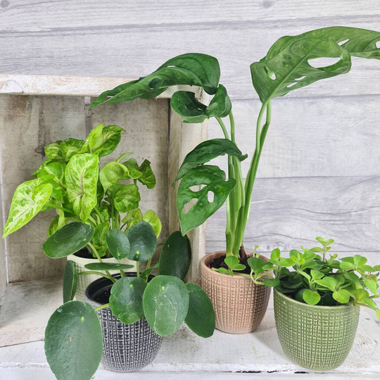 Set Of Four Mini Plants And Planters