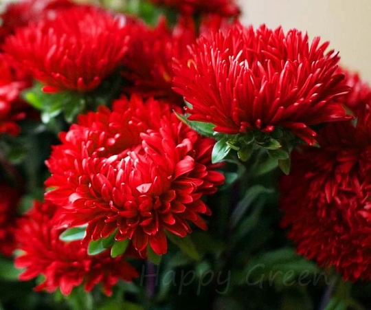 Aster Dwarf Milady Scarlet - 400 Seeds Callistephus Ch. Double Large Flower