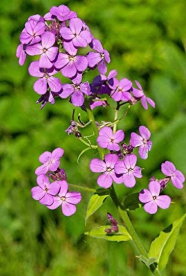 Dames Rocket | Wild Flox Seeds