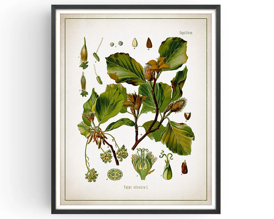 Beech - Botanical Print Vintage Tree Art Medicinal Plant Botany Decor Kitchen Unframed