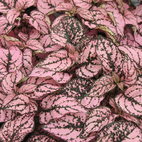 Hypoestes Seeds Confetti Pink 50 Thru 1, 000
