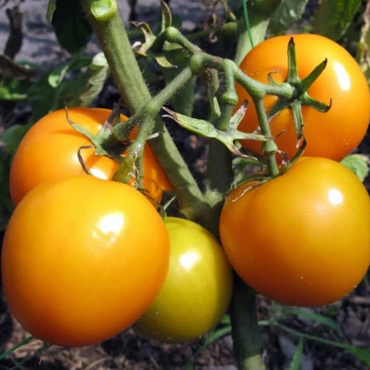 Tomato Ozharovsky Gold Seeds Heirloom Non Gmo For Planting | 202516