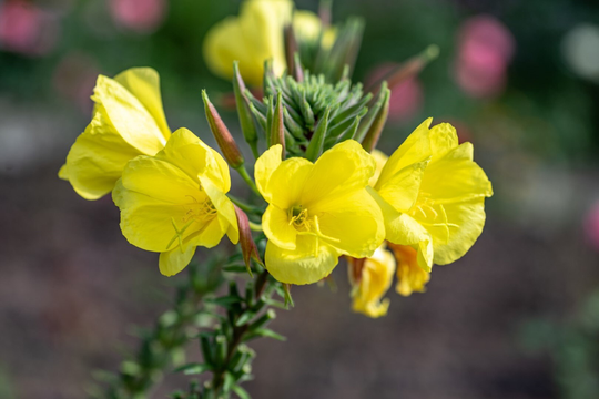 Missouri Evening Primrose/Ozark Sundrop - 25 Seeds Non Gmo