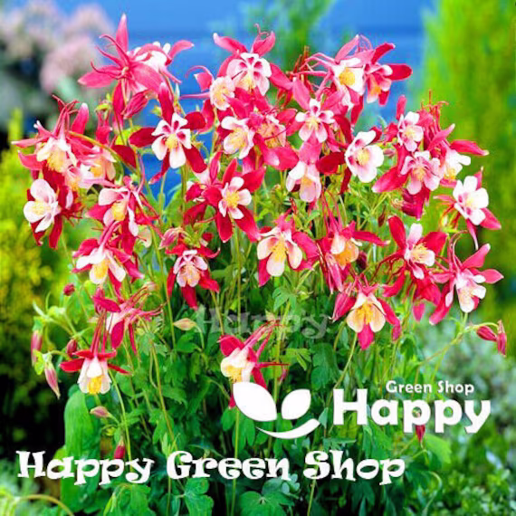 Columbine - Crimson Star 150 Seeds Aquilegia Caeruela Perennial Flower Bi Coloured