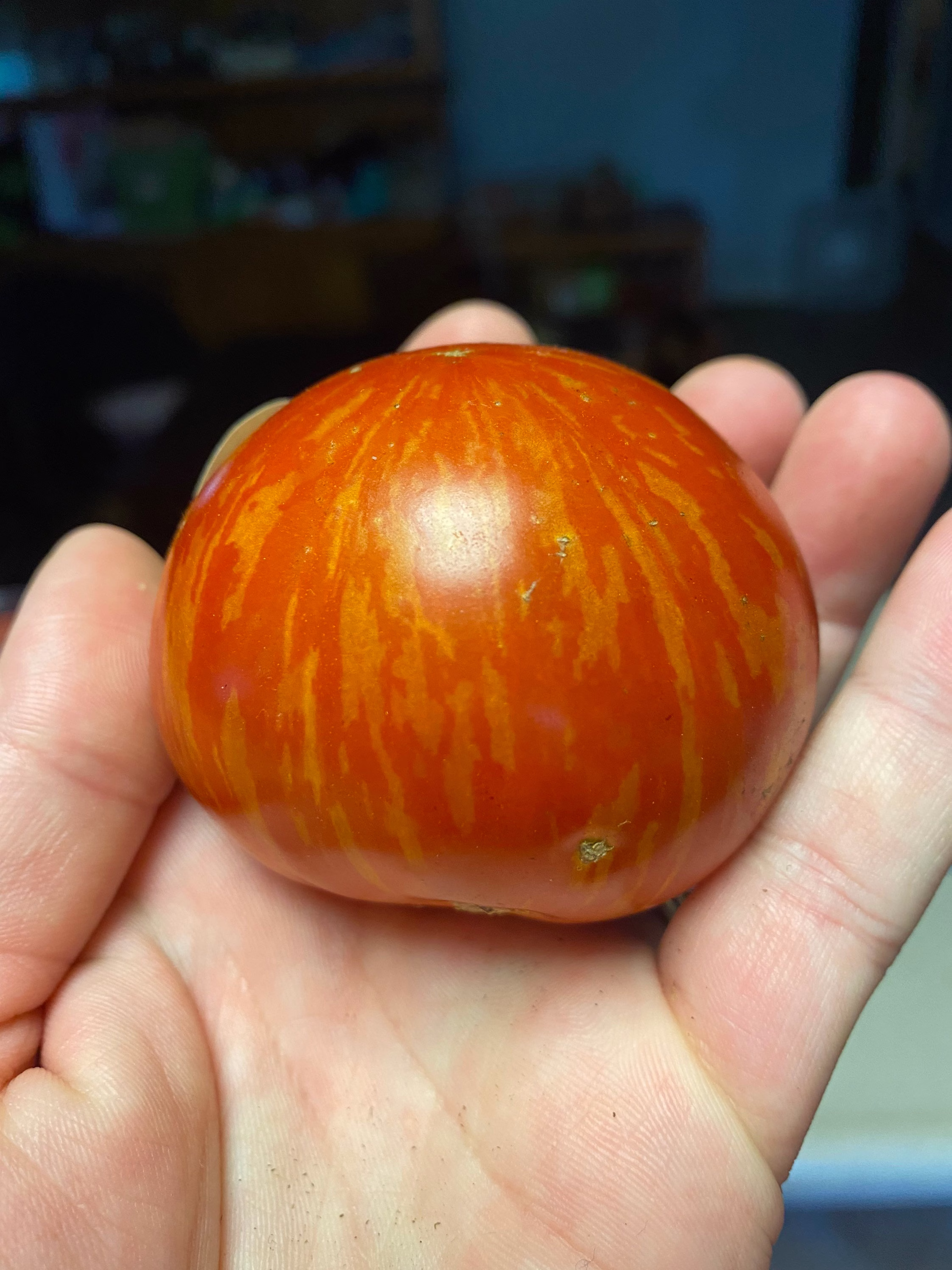 Solar Flare Heirloom Tomato Seeds