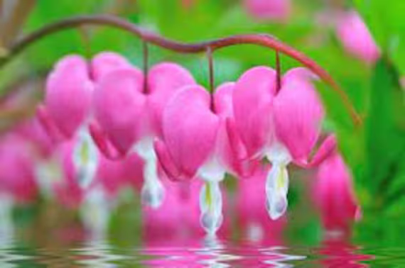 Amore Pink Bleeding Heart Seeds 10 Per Pack