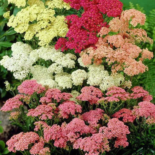 Usa Seller Colorado Mix Yarrow Seeds 100 Seeds Heirloom Achillea Millefolium