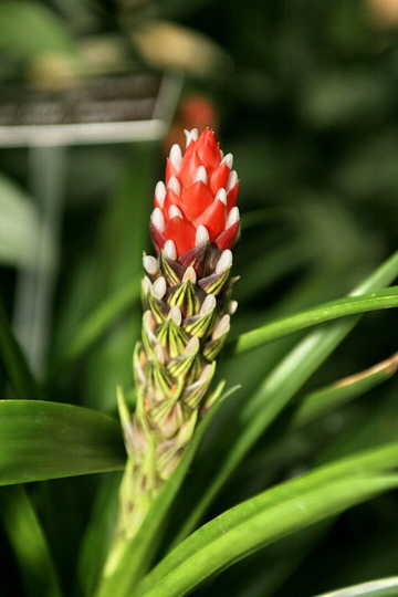 Bromeliad, Monostachia Seeds