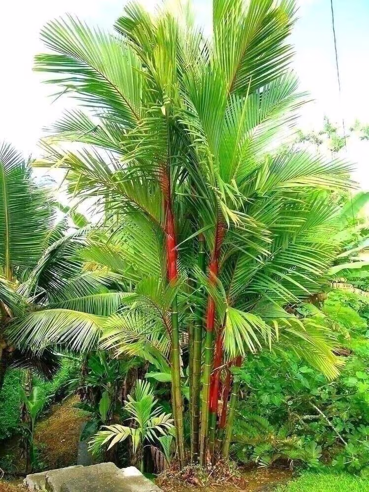 Cyrtostachys Renda Seeds | C Lakk-Lipstick Palm Tree 10 Red Sealing Wax Fresh Harvest Gardening
