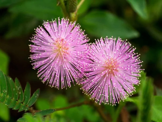 Sensitive Plant | Mimosa Pudica Seeds