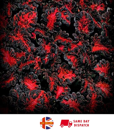 Coleus Black Dragon | 15 Fresh Seeds Easy House Plant Same Day Dispatch