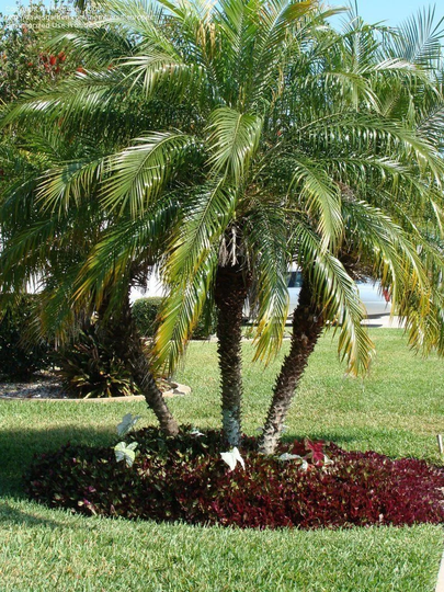 Pygmy Date Palm Tree | Phoenix Roebelenii Seeds