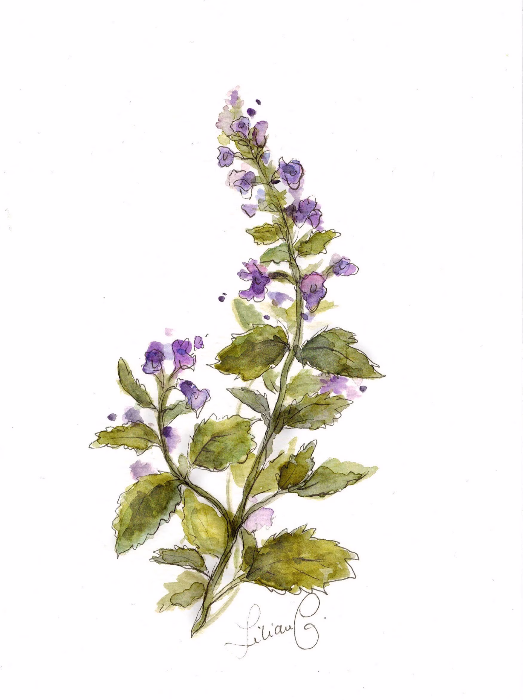 Catnip | Print
