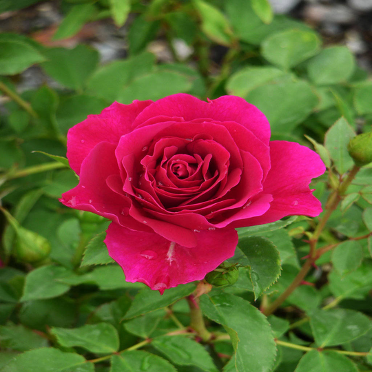 Pet Memorial Dog Rose In Memory Of My Dog