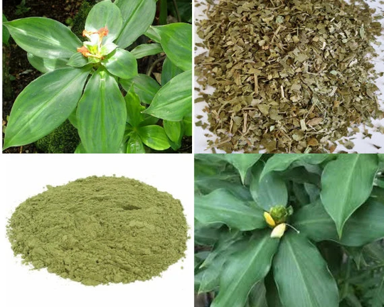 Dried Costus Igneus(Insulin Plant Cut & Sifted|Powder-Natural Tea Cane Reed Leaf For Herbal Tea - Non Gmo Products