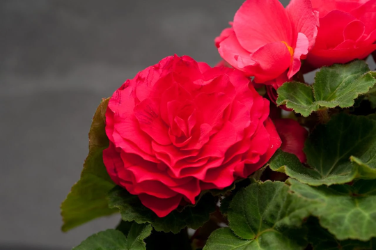 Begonia F1 Nonstop Deep Rose, Approx. 10 Seeds | Pellets