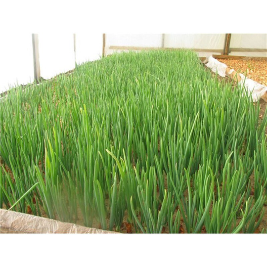 Welsh Onion Pyero Seeds Heirloom Non Gmo For Planting | 201326