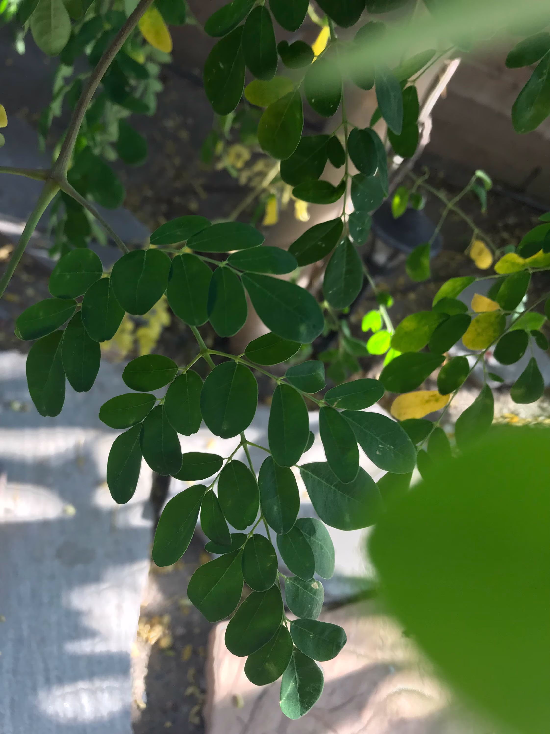 Organic Malunggay Moringa