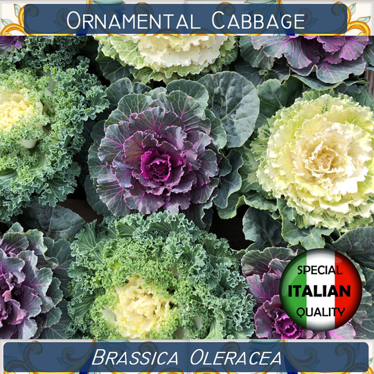 150+ Ornamental Cabbage Mix Color Seeds, Kale Brassica Oleracea Italian Seeds #p4201