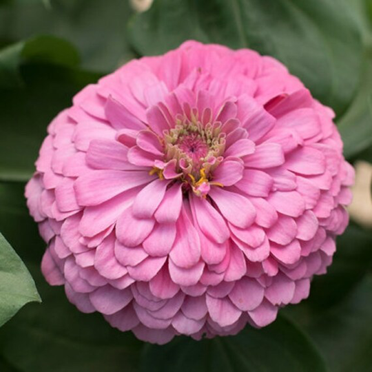 50 Organic Zinnia Pink Luminosa Elegans Seeds Pink Samen Semi Semillas Graines Zaad Zaden Somen Nasiona Sementi Annual Flower