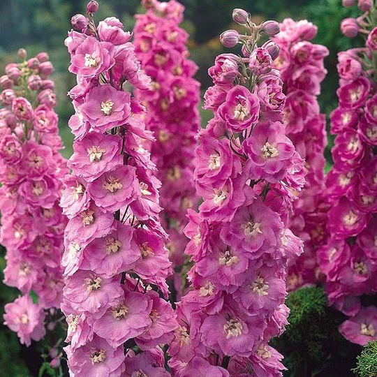 30 Delphinium Astolat Seeds Perennial Samen Somen Zaad Zaden Semi Sementi Semillas Semenetes Siemenet Graines Nasiona
