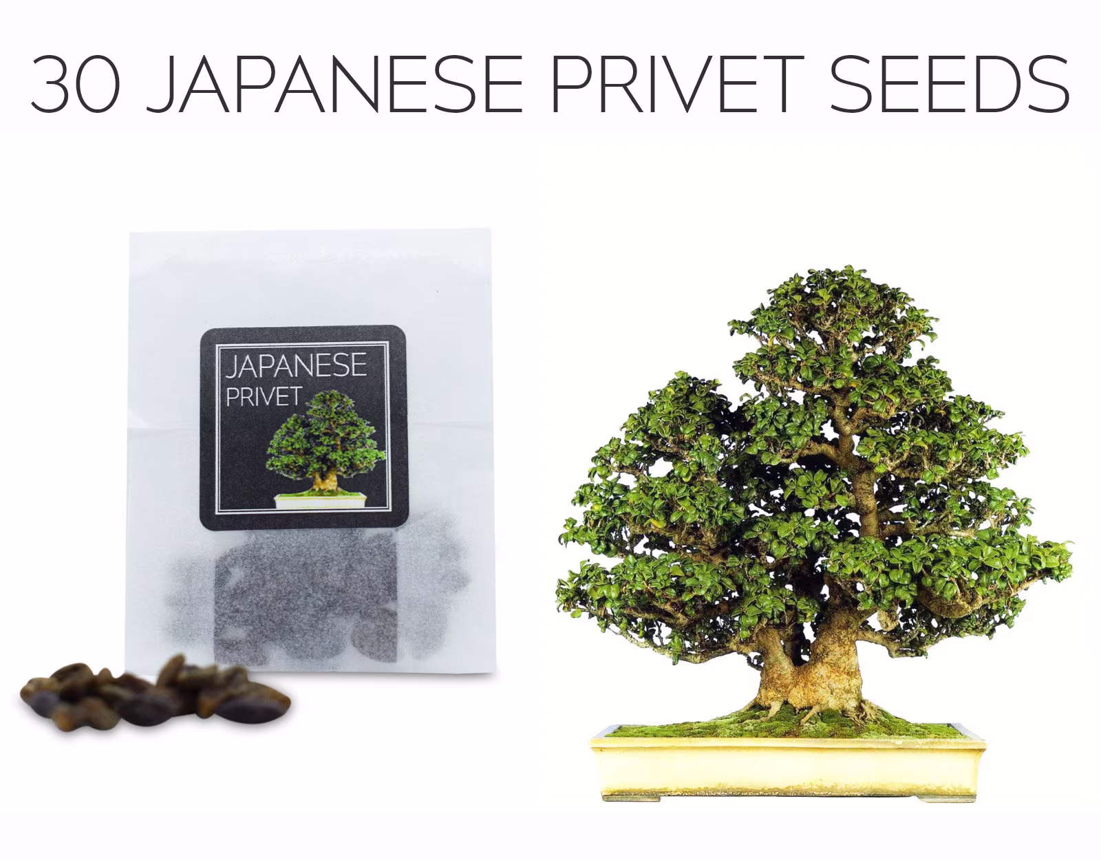 30 Japanese Privet Seeds | Grow Your Own Bonsai Tree Ligustrum Japonicum Growing Guide Perfect For Beginners & Enthusiasts