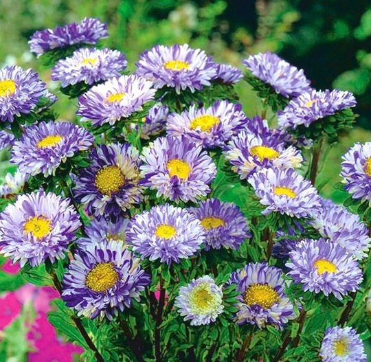 Aster Dwarf - Ribbon Blue Flowers 0.5G/100 Seeds Callistephus Chinensis Gmo Free