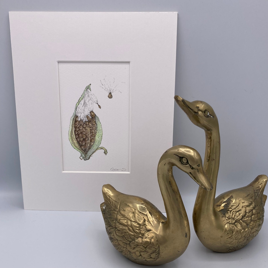 Milkweed Pod & Seeds Fine Art Print Matted Ready To Frame