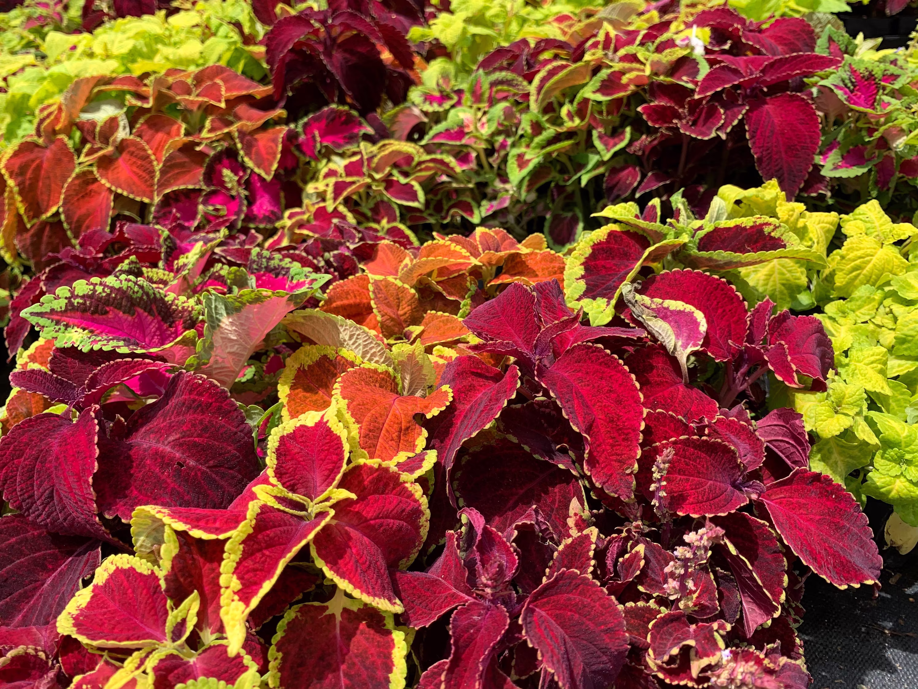Coleus Seeds, Rainbow Mix, 600 Seeds // Non-Gmo, Coleus Blumei