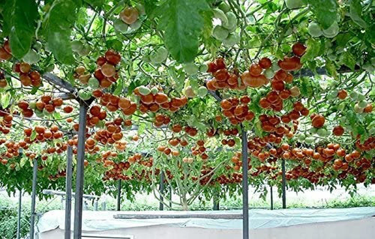 Rare Organic Vegetable Tomato Seeds Tsifomandra | Tree Tomato Natural 20 Seeds