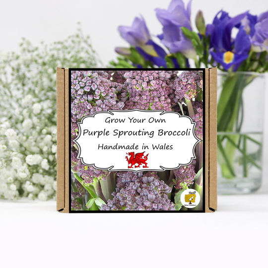 Grow Your Own Purple Sprouting Broccoli Vegetables Kit. Seeds Growing Kit
