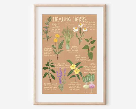 Healing Herbs - Fine Art Natural Medicine Tea Illustration Print
