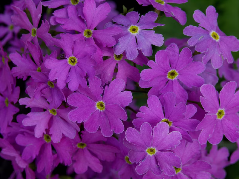 Primula Cortusoides Hort Seed