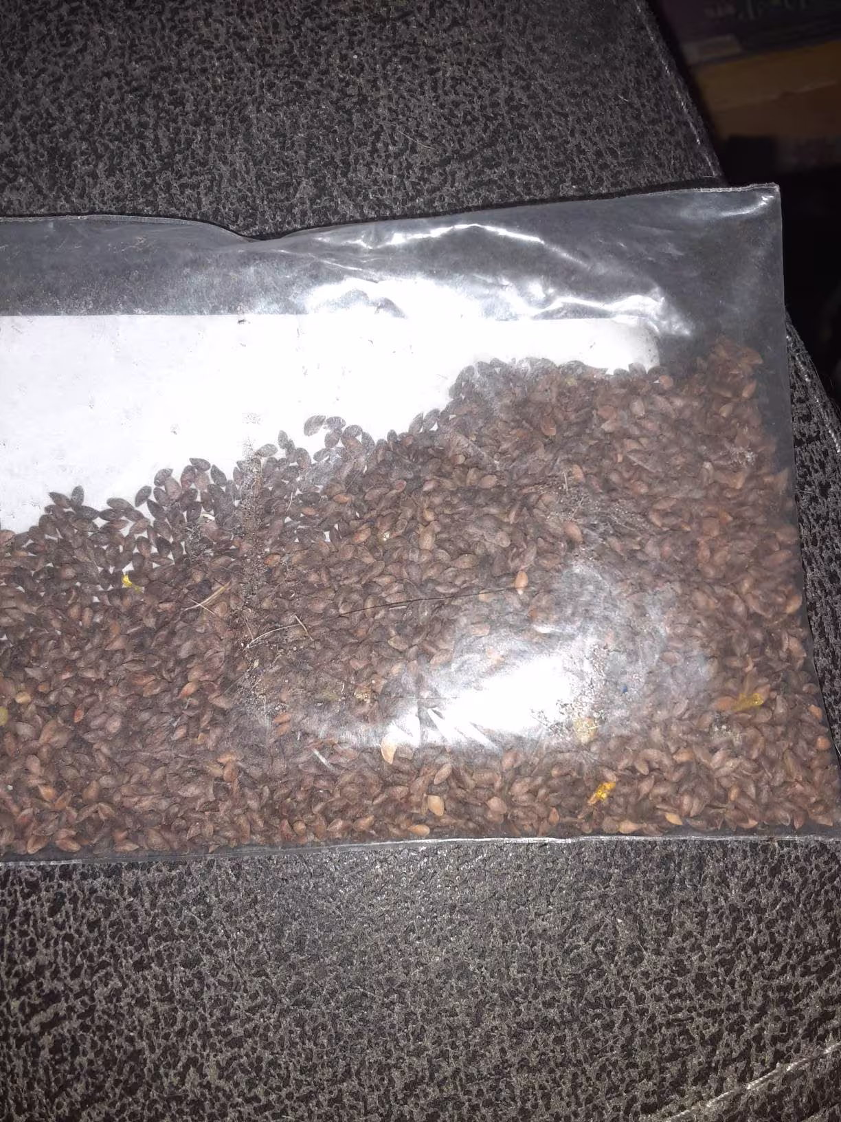 White Spruce Tree Seeds | Lake States