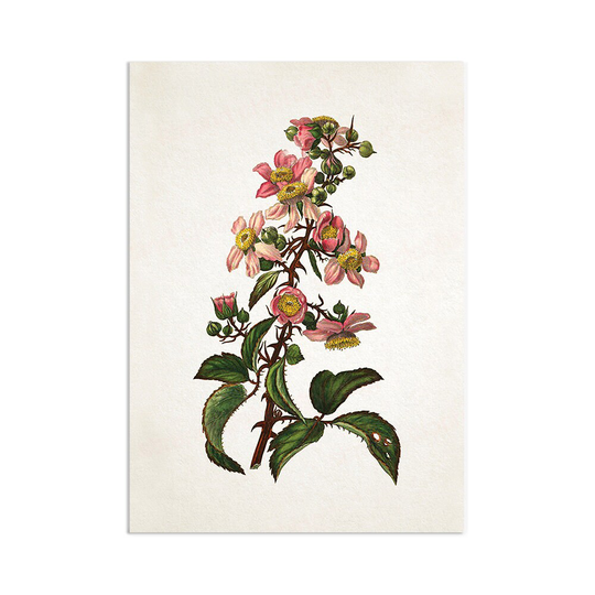 Antique Botanical Art Print Poster Vintage Wall Flowers Floral Bramble Blackberry Nature Leaf Plant Illustration Victorian Beautiful A3