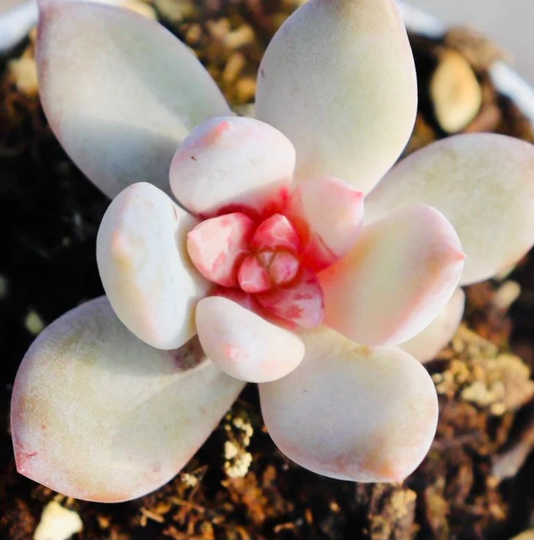 10 Seeds Echeveria Trumso Tromso Rare Succulent Seed Jelly Heart Bonsai Plant Flower Succulents Meaty Plants