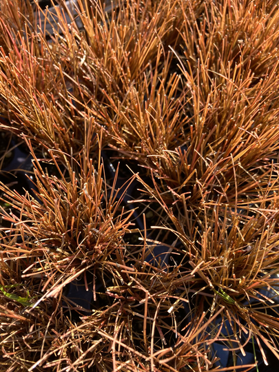 Carex Comans
