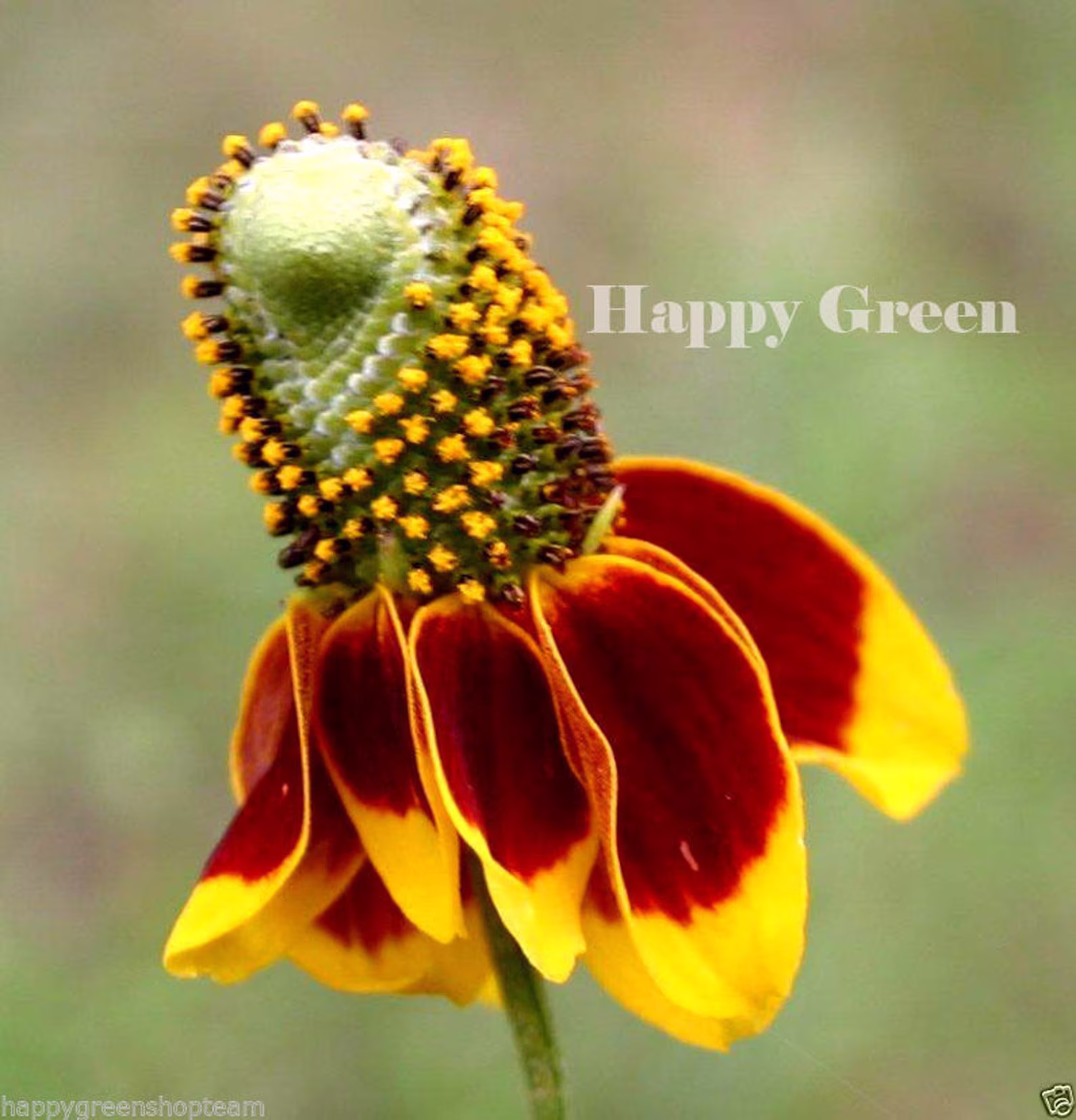Mexican Hat - 400 Seeds Ratibida Columnifera Prairie Coneflower Drought Tolerant Plant