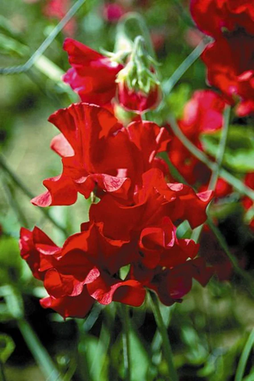 Sweet Pea Millennium 15 Seeds, Rich Deep Magenta Fragrant Sweet Pea