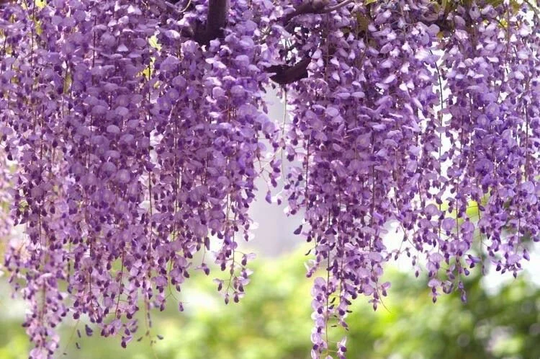 12 X Chinese Wisteria Tree Seeds | Wisteria Sinensis Seeds