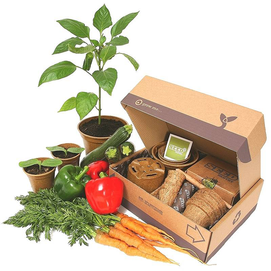 Jumbo Summer Allotment Starter Pack