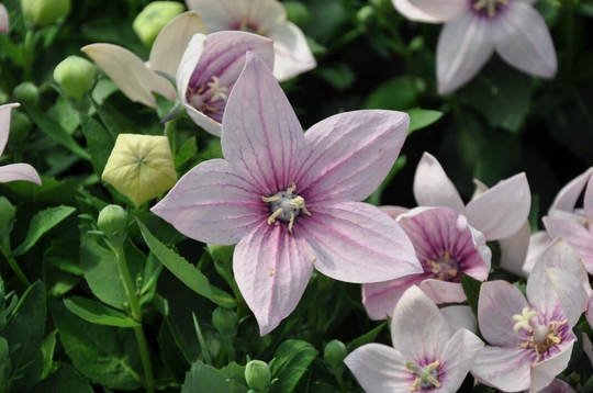 Platicodon Pink Flower Seeds
