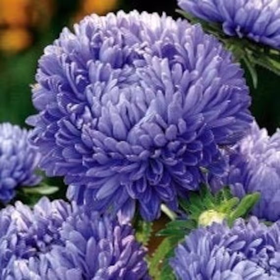 Aster Tall Princess Zefir 100 Seeds, Non Gmo, Fresh, Easy To Grow