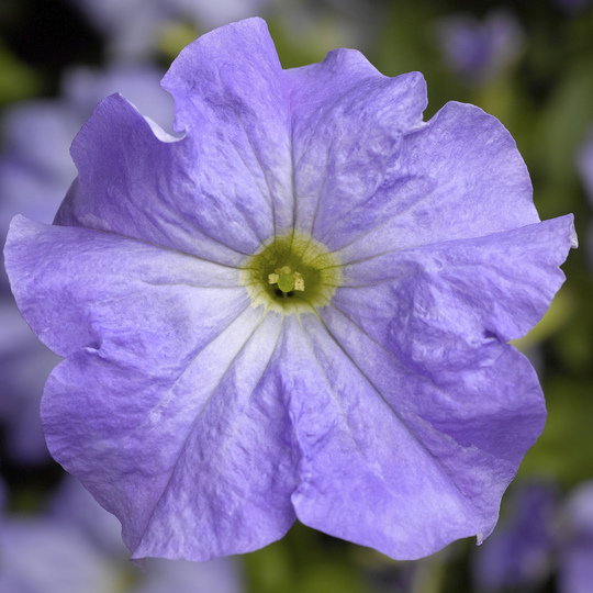 Petunia Seeds Tritunia Blue Sky 250 Thru 1, 000 Pelleted