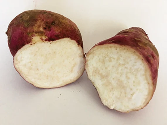 10 Organic Cuban Sweet Potato "Boniato