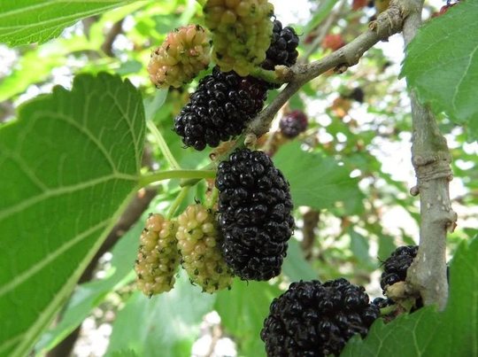 Black Mulberry Seeds/ Morus Nigra