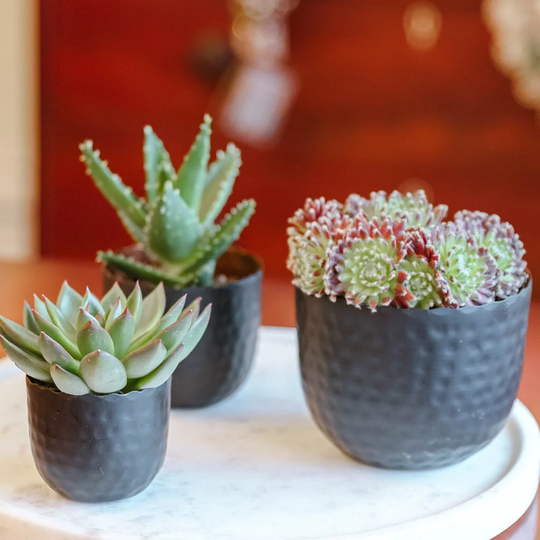 Succulent Cacti Planter Set Of 3 Black & Copper Hammered Finish Contemporary Desktop Shelf Windowsill Indoor Flower Mini Plant Pot Planters