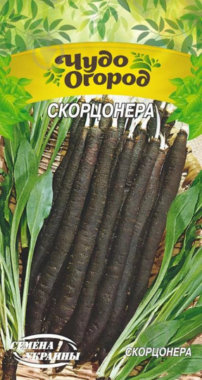 Rare Organic Vegetable Scorzonera Seeds Root "Black Salsify