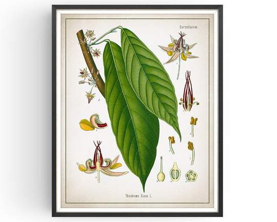 Cocoa Plant - Botanical Print Vintage Chocolate Art Medicinal Plant Botany Decor Kitchen Unframed